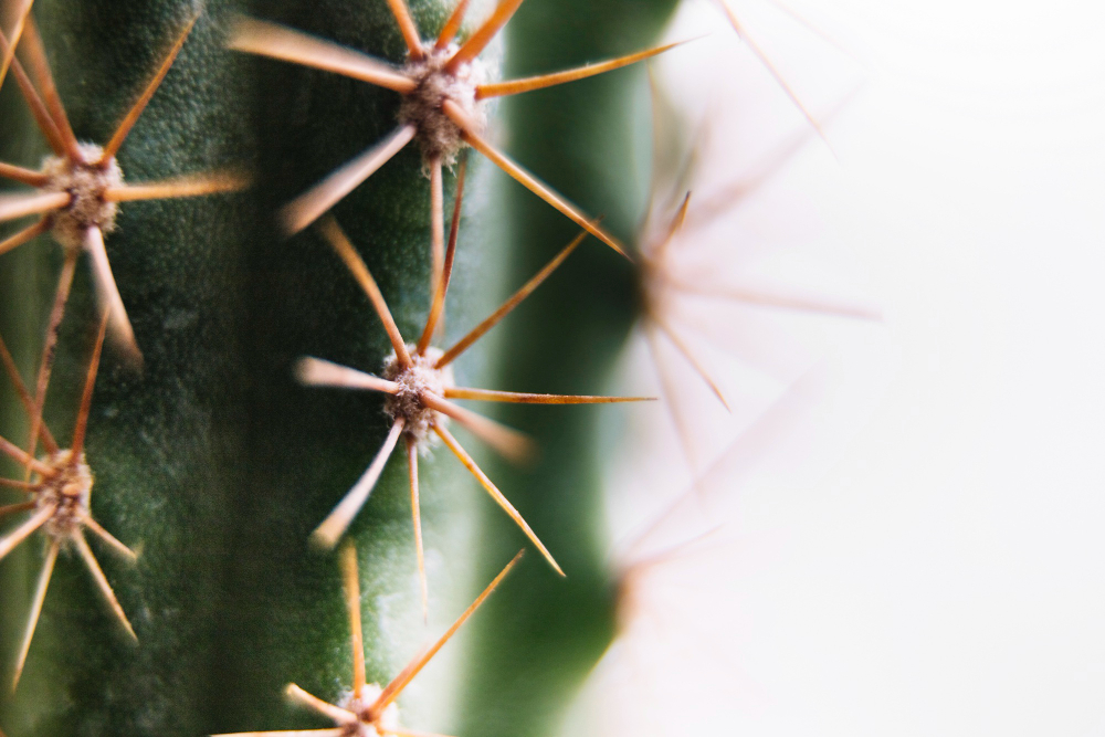 cactus detalle