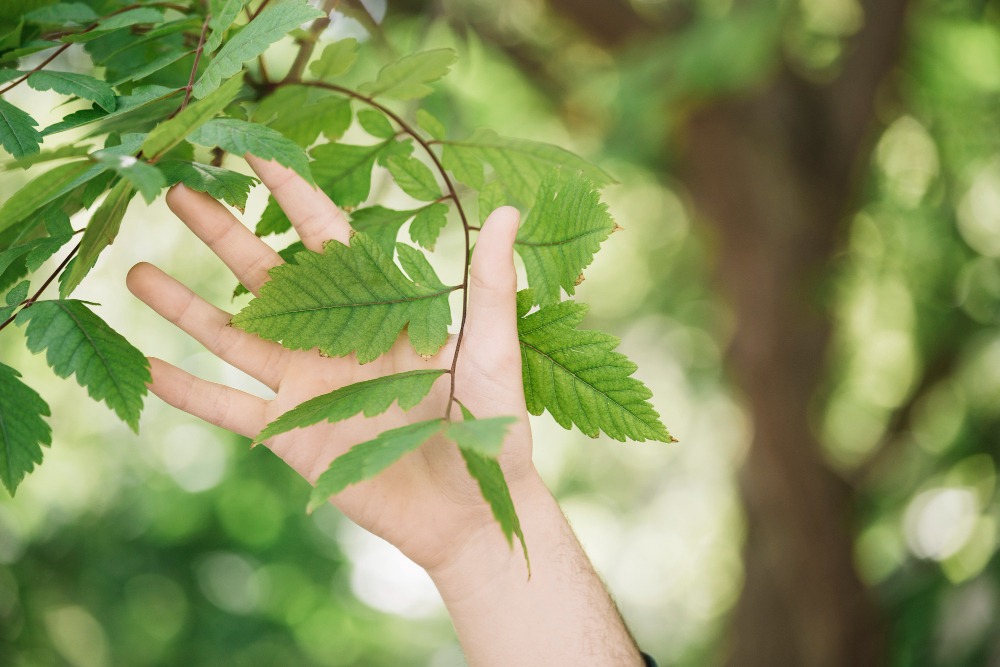mano acariciando hojas de un árbol