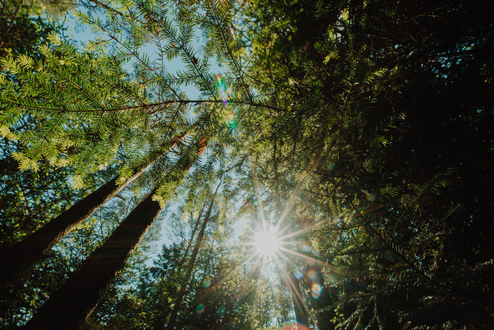 Árboles en un bosque con destello de sol