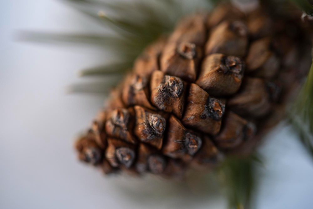 Detalle piña  pino