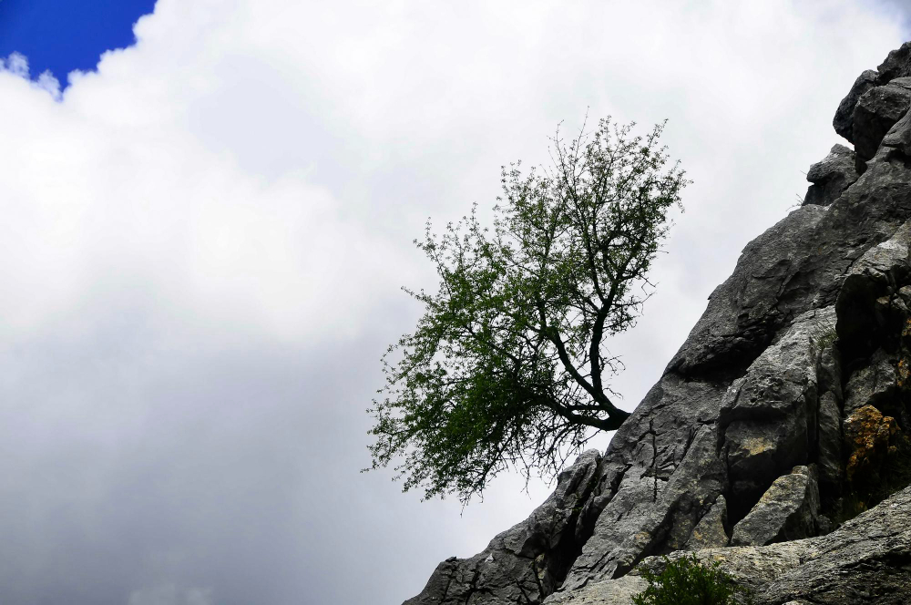 Arbol resistiendo sobre acantilado